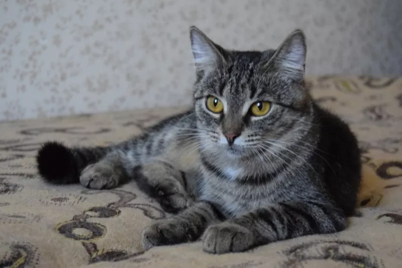 Прекрасная кошка Хаврошечка ищет дом!!! 2
