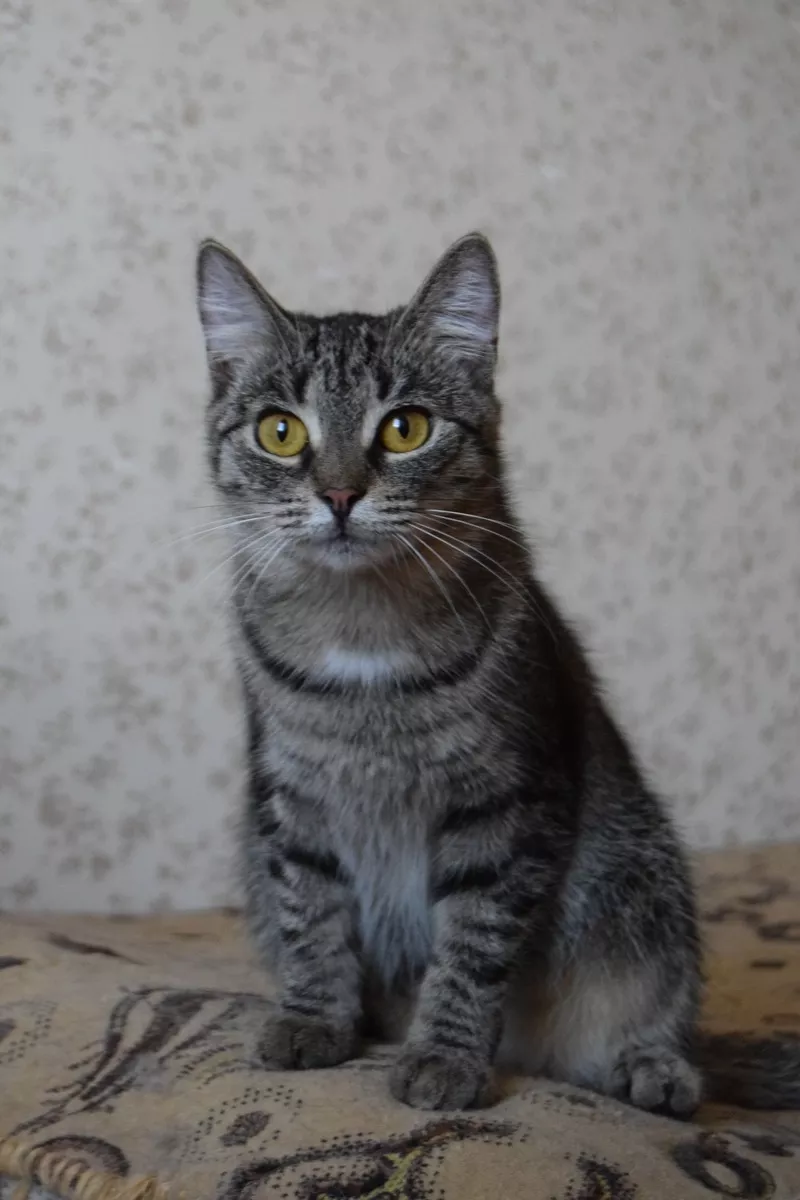 Прекрасная кошка Хаврошечка ищет дом!!!